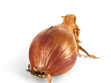 noblesse echalote noblesse